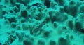   Taken off little Brother South Red Sea Aug 2011  